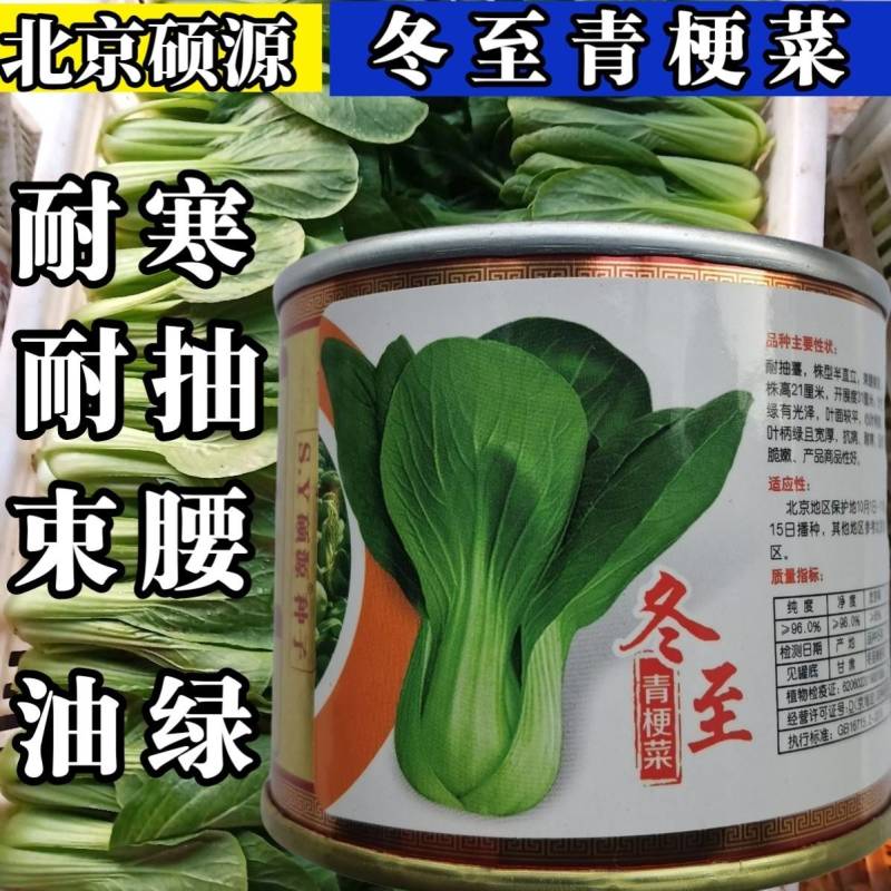 高品质！杂交耐寒青菜种子耐低温耐抽苔束腰油绿越冬