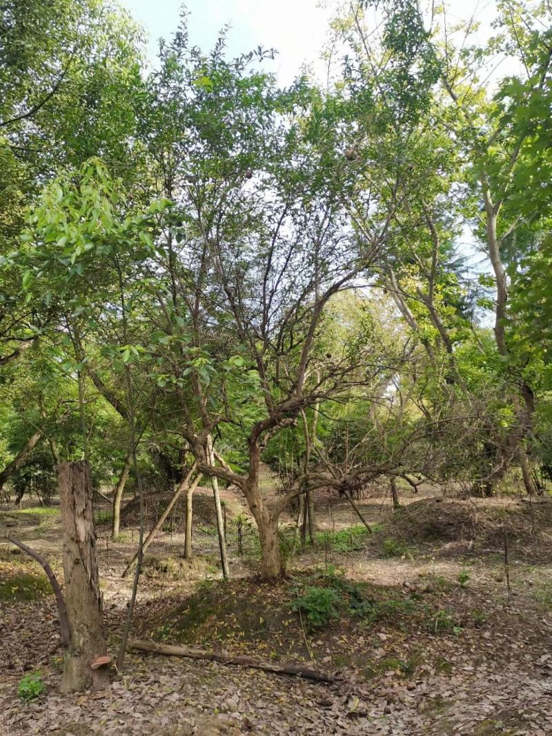四川成都温江基地古桩石榴，欢迎选购，货源充足