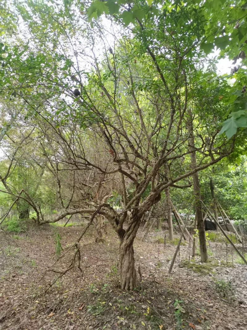 四川成都温江基地古桩石榴，欢迎选购，货源充足