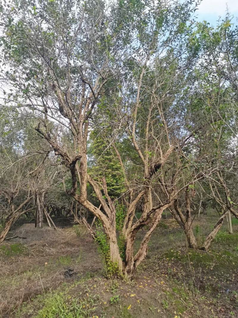 四川成都温江基地古桩石榴，欢迎选购，货源充足