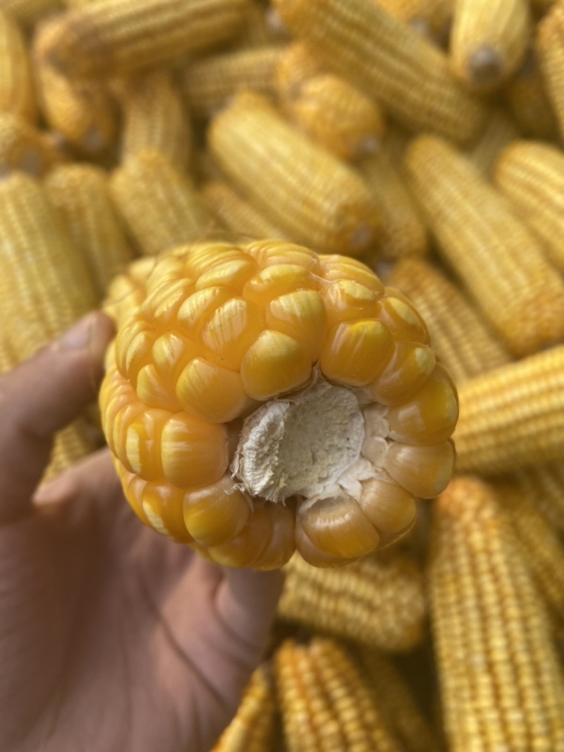 玉米