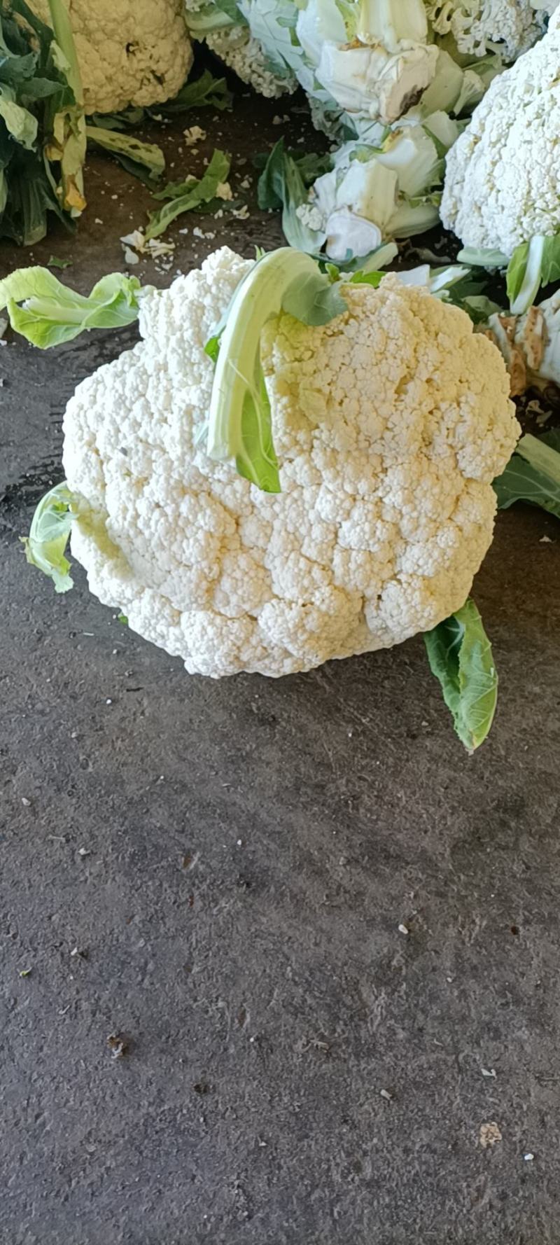精品蔬菜大量上市诚信代收质量第一全方位的模式代办