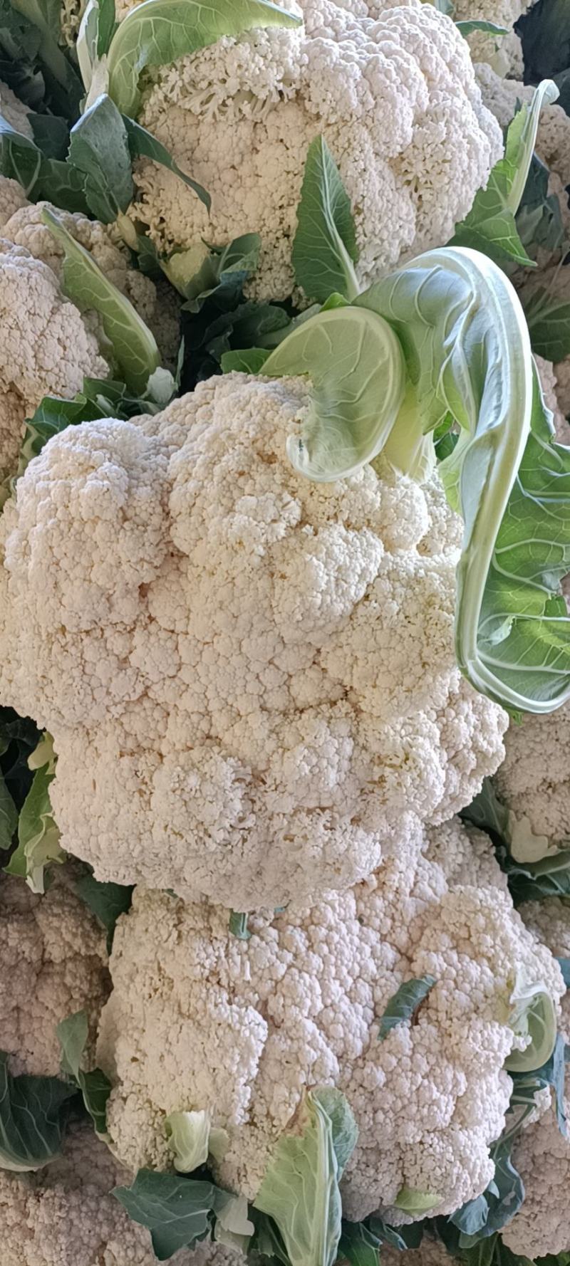 精品蔬菜大量上市诚信代收质量第一全方位的模式代办