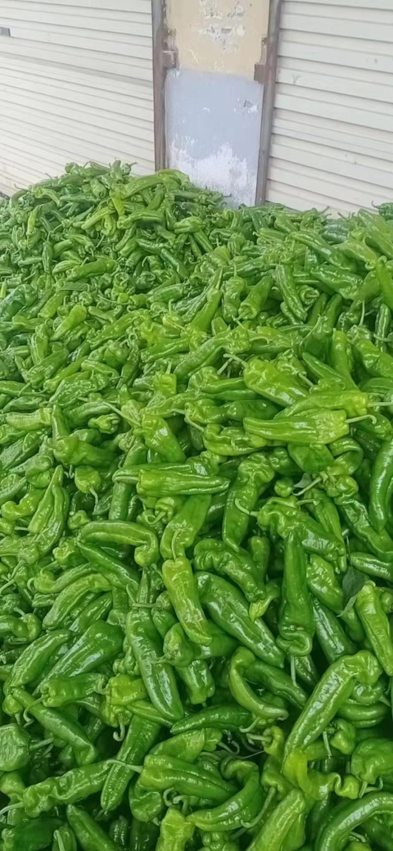 夏邑辣椒301鲜泡椒现摘现发产地直供诚信