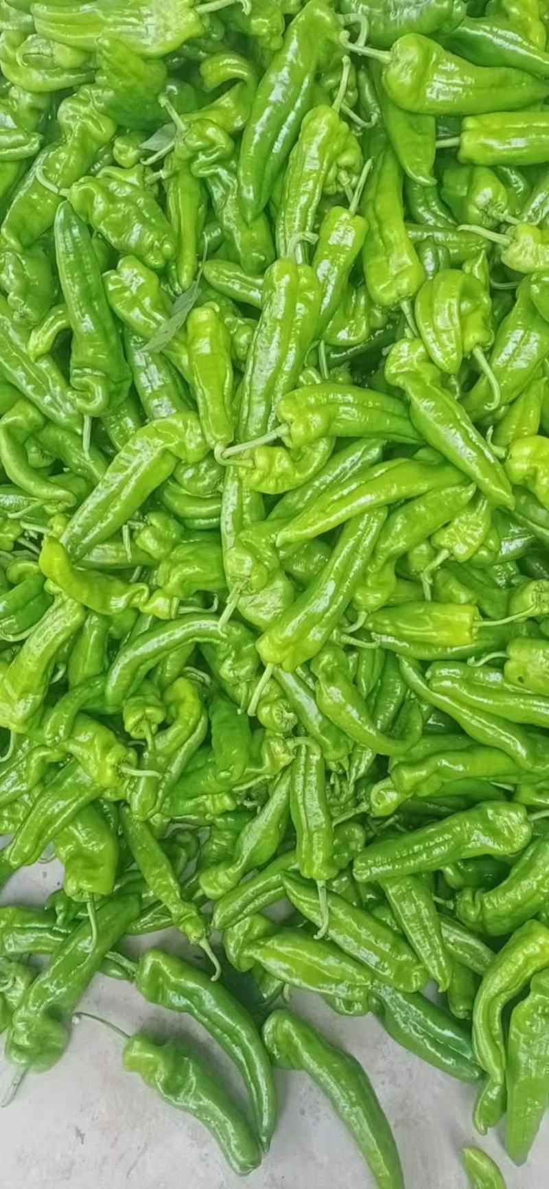 夏邑辣椒301鲜泡椒现摘现发产地直供诚信
