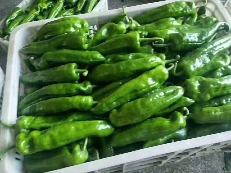 夏邑辣椒301鲜泡椒现摘现发产地直供诚信