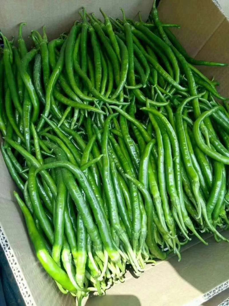 夏邑辣椒301鲜泡椒现摘现发产地直供诚信