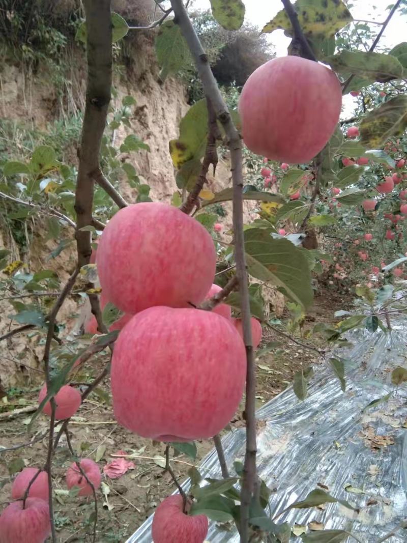 甘肃省静宁县高品质条红高红富士苹果，色泽鲜艳