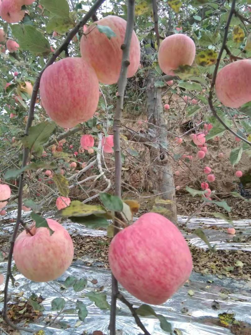 甘肃省静宁县高品质条红高红富士苹果，色泽鲜艳