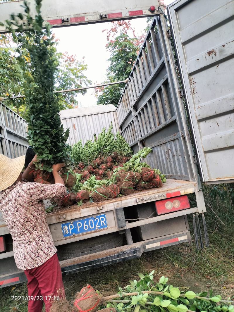 北海道黄杨（绿化苗木又名万年绿抗冻抗旱绿篱）