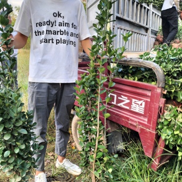 北海道黄杨（绿化苗木又名万年绿抗冻抗旱绿篱）