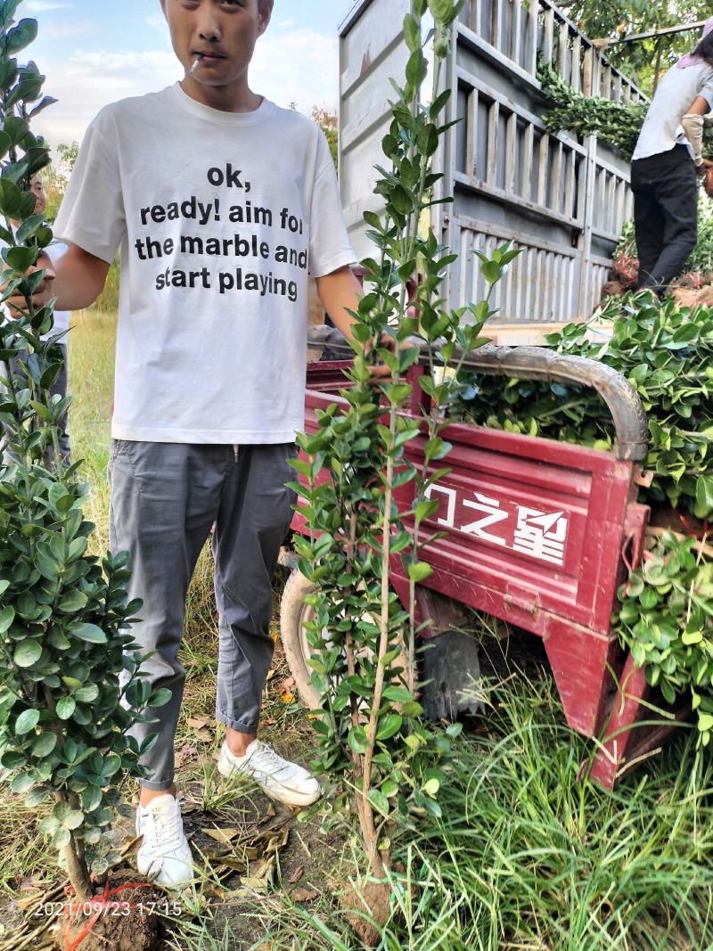 北海道黄杨（绿化苗木又名万年绿抗冻抗旱绿篱）