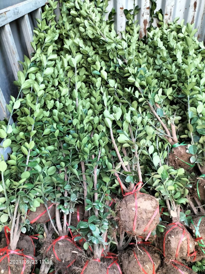 北海道黄杨（绿化苗木又名万年绿抗冻抗旱绿篱）