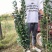 北海道黄杨（绿化苗木又名万年绿抗冻抗旱绿篱）