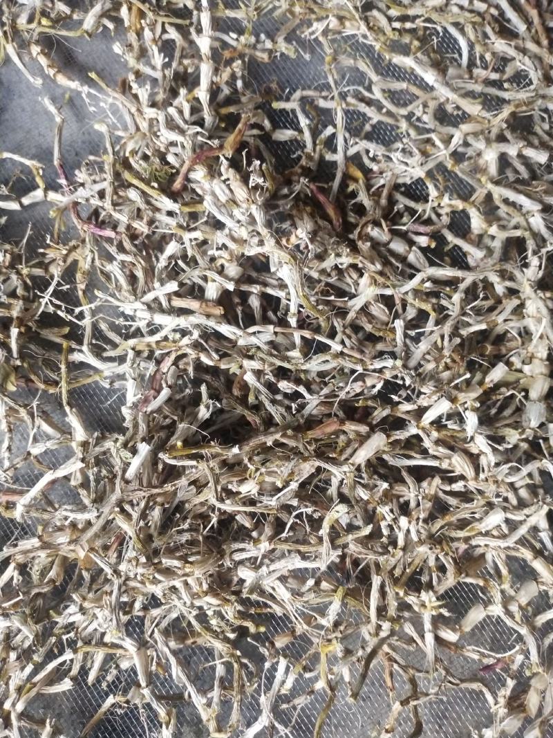 铁皮石斛干条，粉