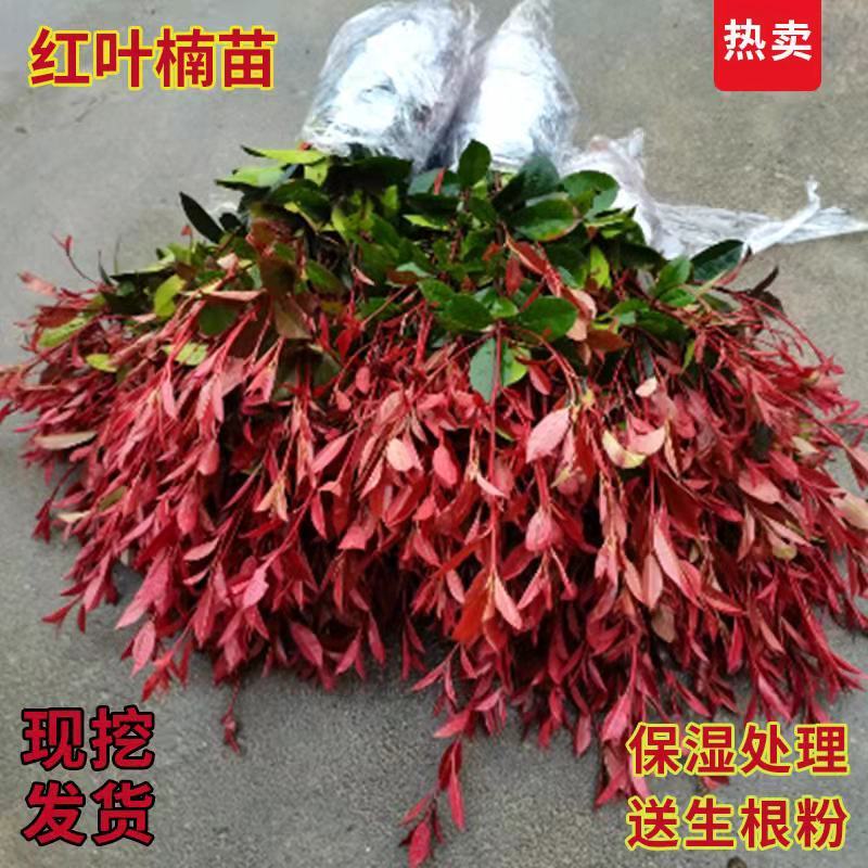 红叶石楠苗，红罗宾红叶石楠，红叶石楠树苗