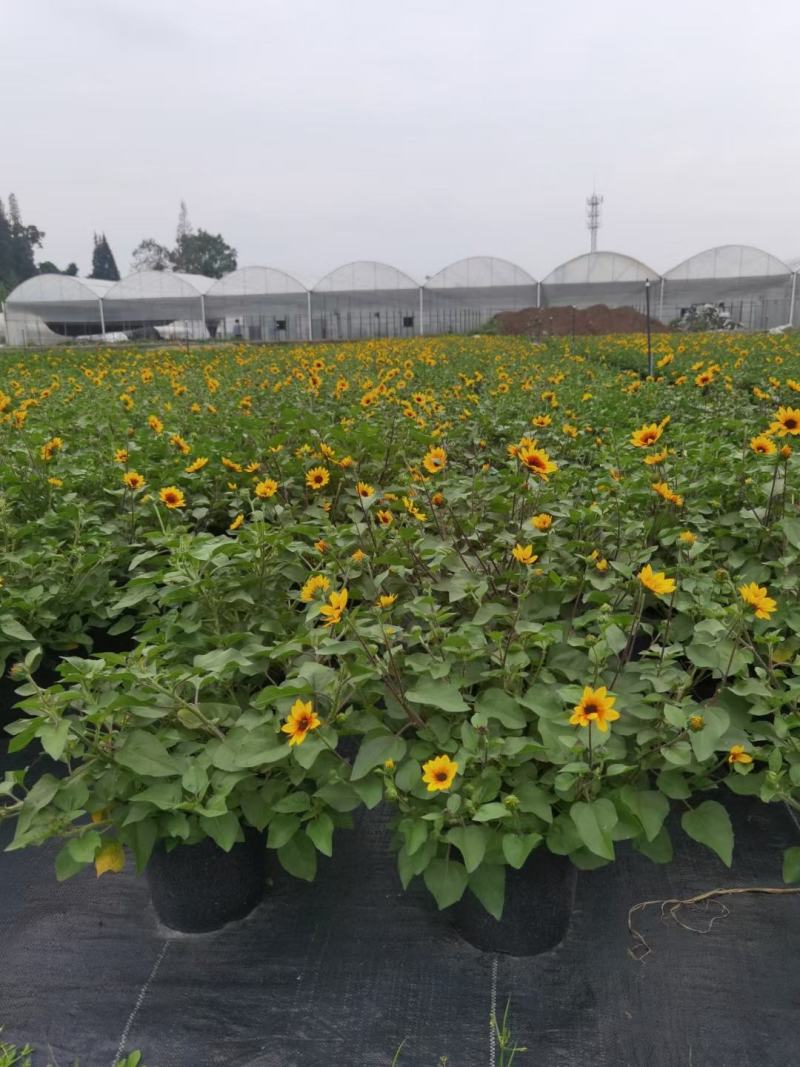 基地直销各规格精品光辉岁月，向日葵，需要联系
