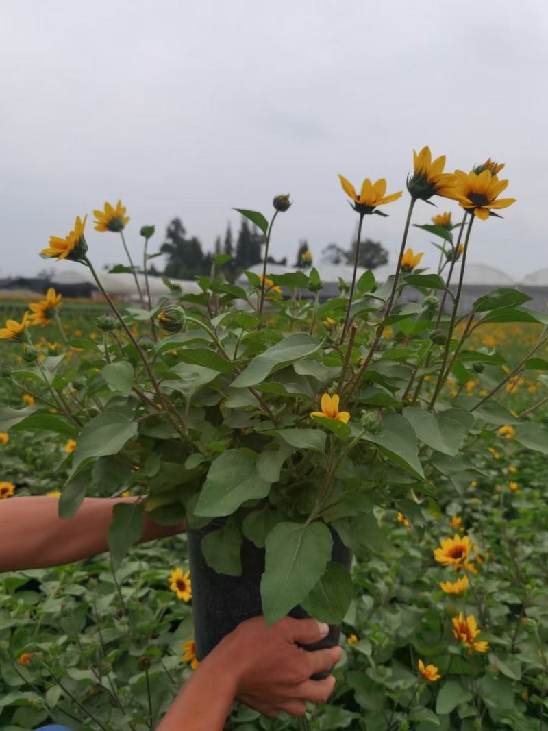 基地直销各规格精品光辉岁月，向日葵，需要联系