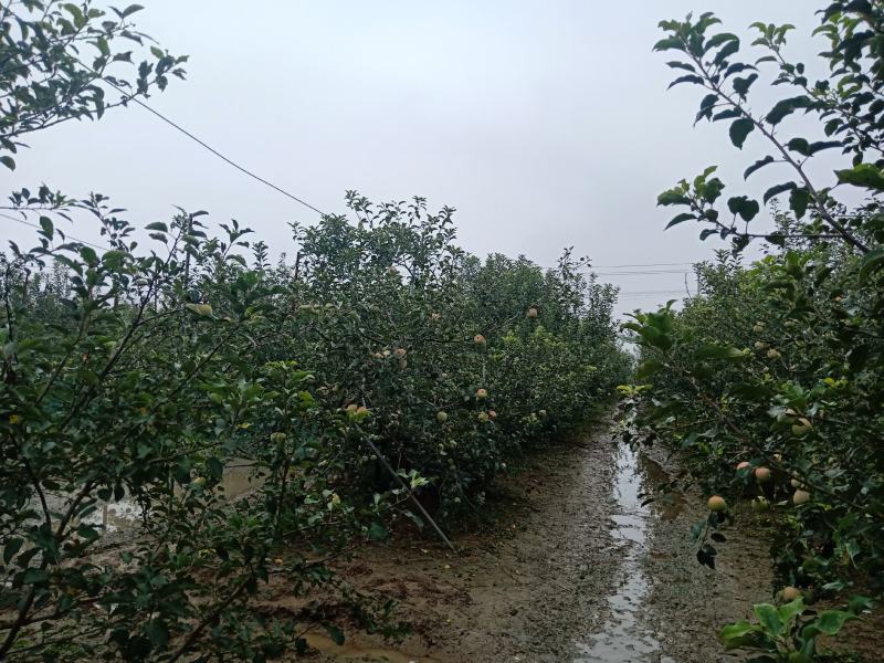 万亩果园基地，红富士苹果，甜脆可口，已成熟发售，欢迎预购