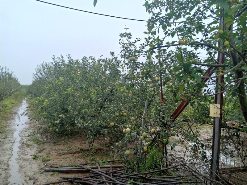 万亩果园基地，红富士苹果，甜脆可口，已成熟发售，欢迎预购