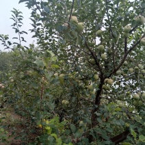 万亩果园基地，红富士苹果，甜脆可口，已成熟发售，欢迎预购