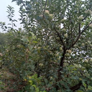 万亩果园基地，红富士苹果，甜脆可口，已成熟发售，欢迎预购