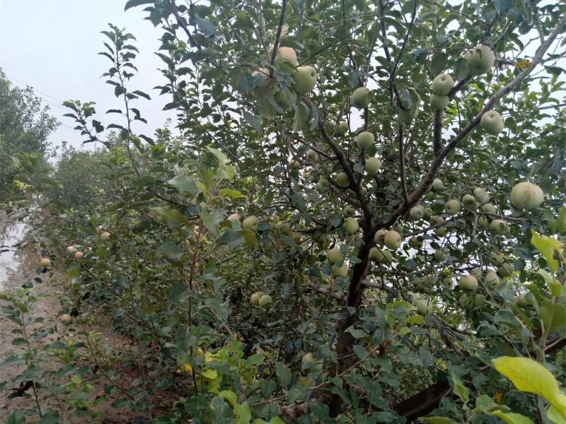万亩果园基地，红富士苹果，甜脆可口，已成熟发售，欢迎预购