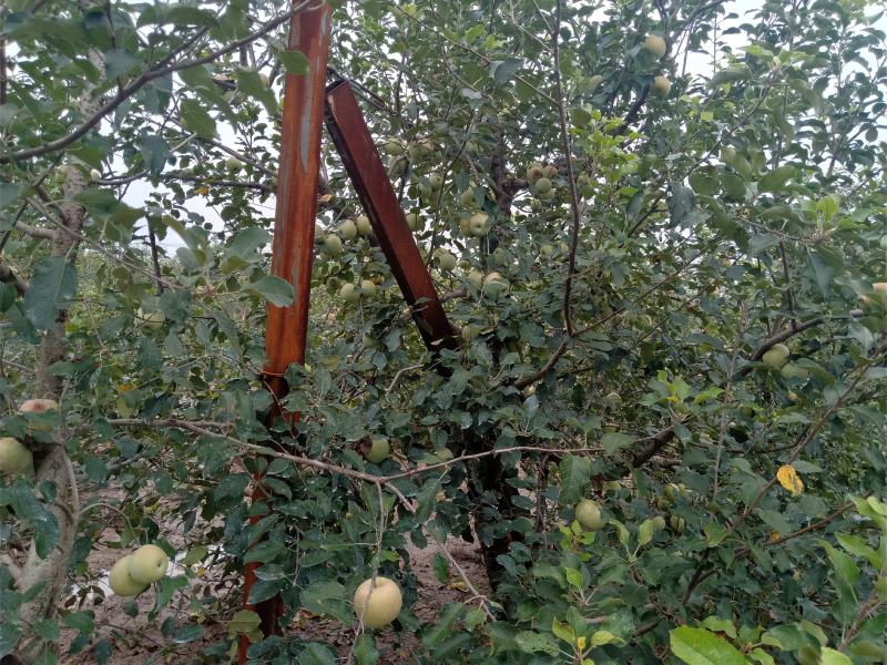 万亩果园基地，红富士苹果，甜脆可口，已成熟发售，欢迎预购