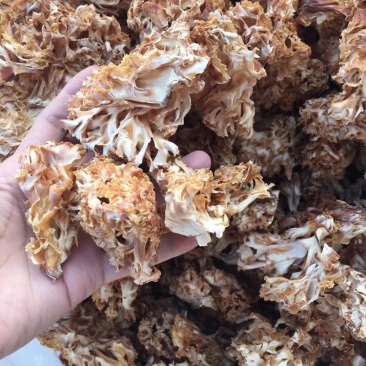云南山珍美味绣球菌干货人工菌野生菌餐厅专用