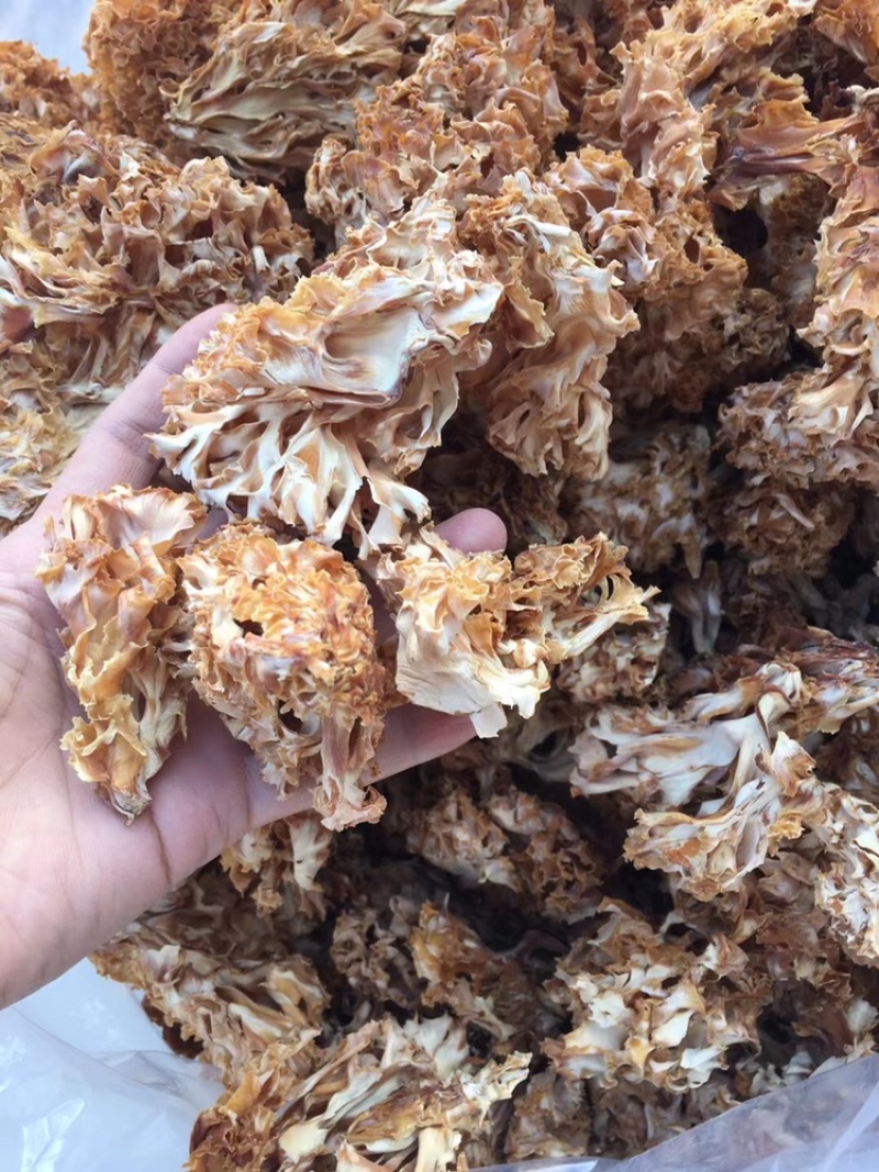 云南山珍美味绣球菌干货人工菌野生菌餐厅专用