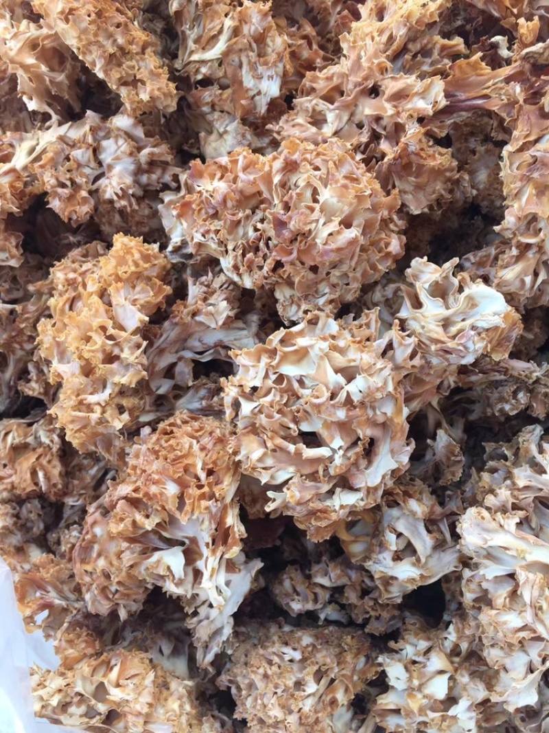 云南山珍美味绣球菌干货人工菌野生菌餐厅专用
