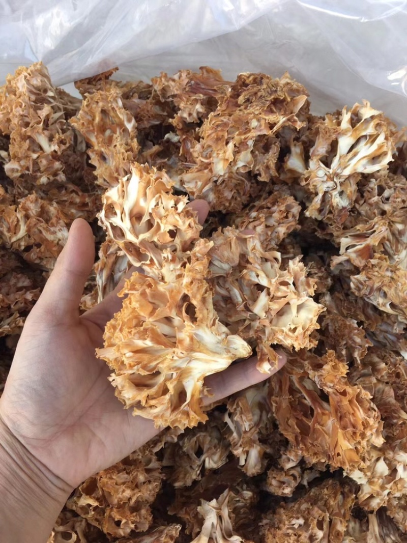 云南山珍美味绣球菌干货人工菌野生菌餐厅专用