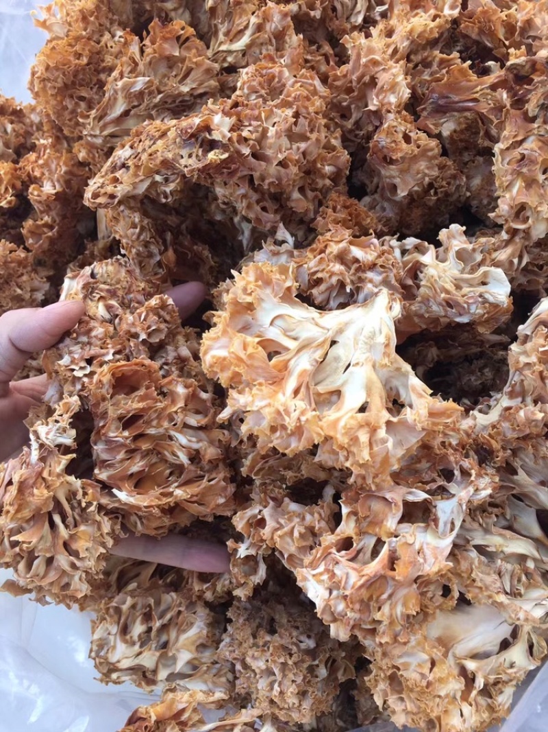 云南山珍美味绣球菌干货人工菌野生菌餐厅专用