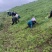 甘肃宕昌当归苗，纯生地当归苗、可签合同保回收