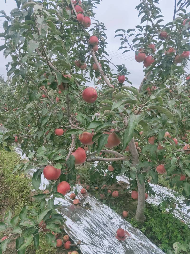 辽宁寒富大量批发中欢迎采购，苹果营养丰富口感酸甜。