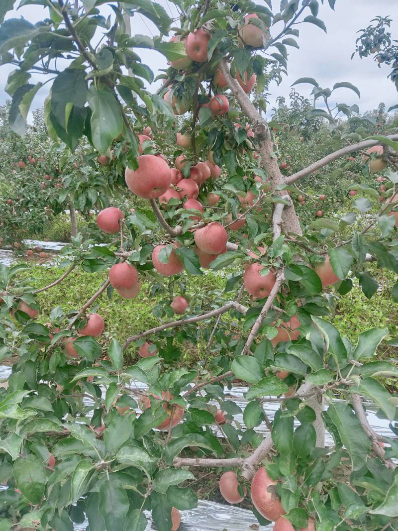 辽宁寒富大量批发中欢迎采购，苹果营养丰富口感酸甜。