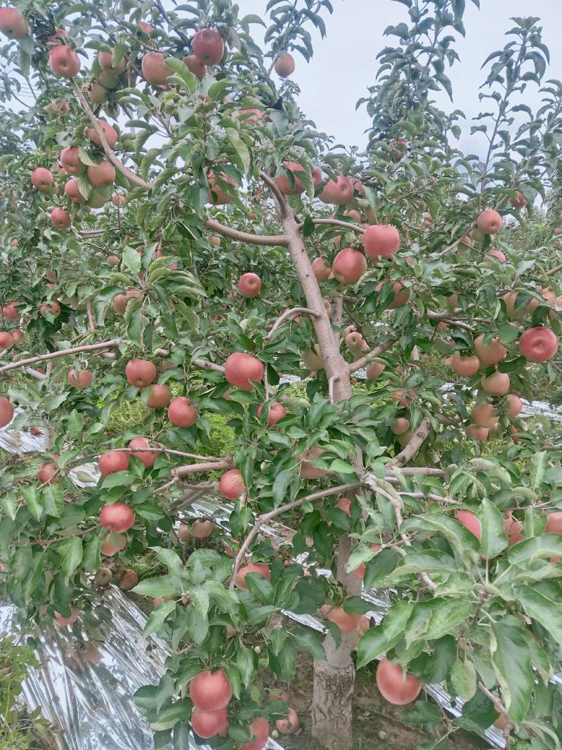 辽宁寒富大量批发中欢迎采购，苹果营养丰富口感酸甜。