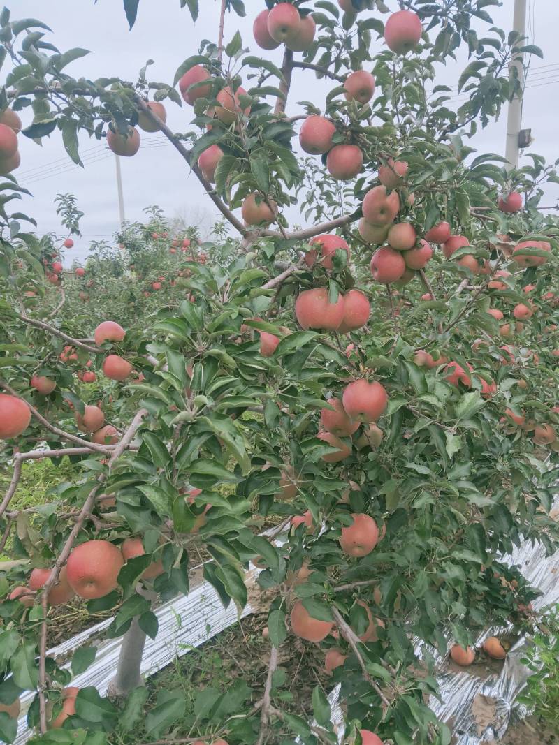 辽宁寒富大量批发中欢迎采购，苹果营养丰富口感酸甜。