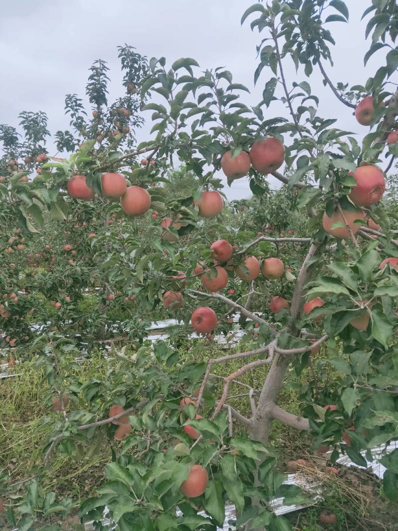 辽宁寒富大量批发中欢迎采购，苹果营养丰富口感酸甜。