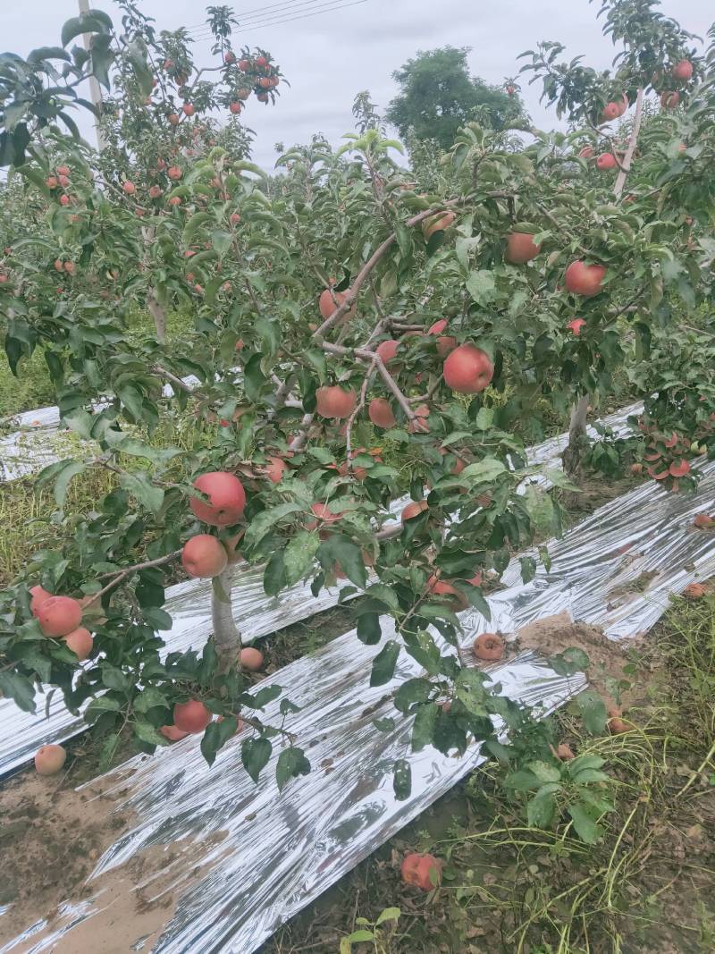 辽宁寒富大量批发中欢迎采购，苹果营养丰富口感酸甜。