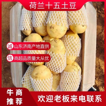 山东大棚土豆-v7土豆大量上市，箱装袋装，质量保证