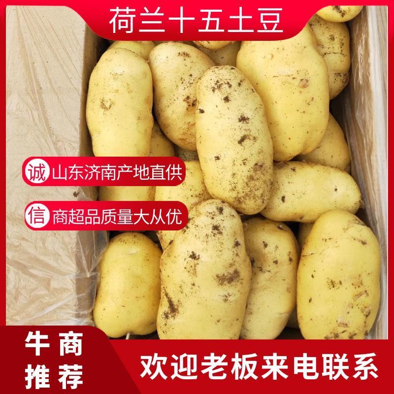 山东大棚土豆-v7土豆大量上市，箱装袋装，质量保证