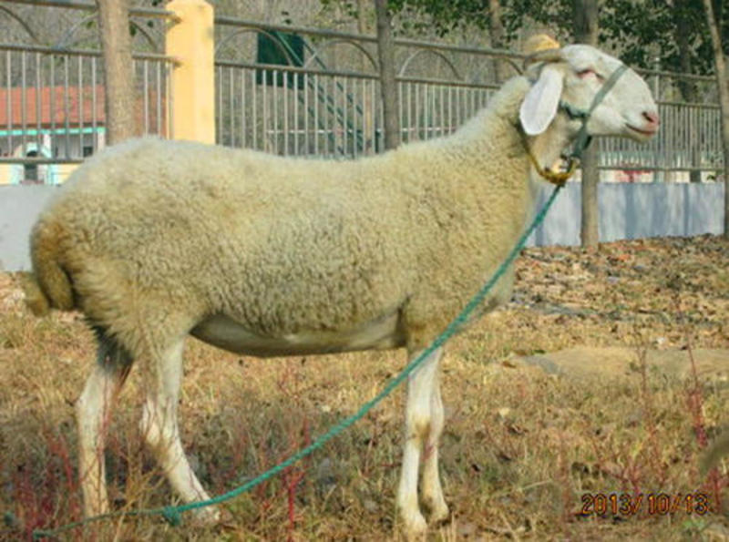原种小尾寒羊年长300斤高产多胎包技术包运输货到付款