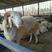 原种小尾寒羊年长300斤高产多胎包技术包运输货到付款