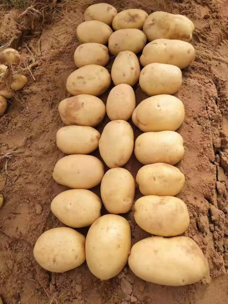山东大棚土豆-v7土豆大量上市，箱装袋装，质量保证