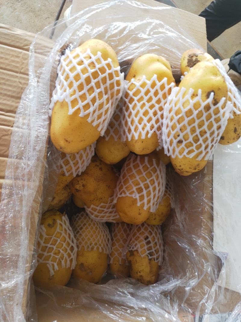 山东大棚土豆-v7土豆大量上市，箱装袋装，质量保证