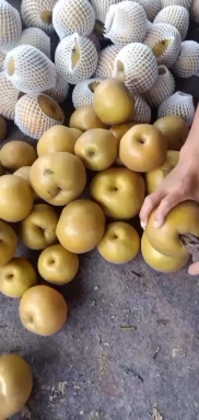 晚秋黄梨