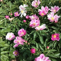 白芍种苗