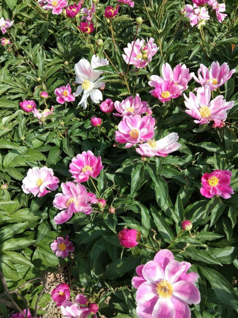 白芍种苗