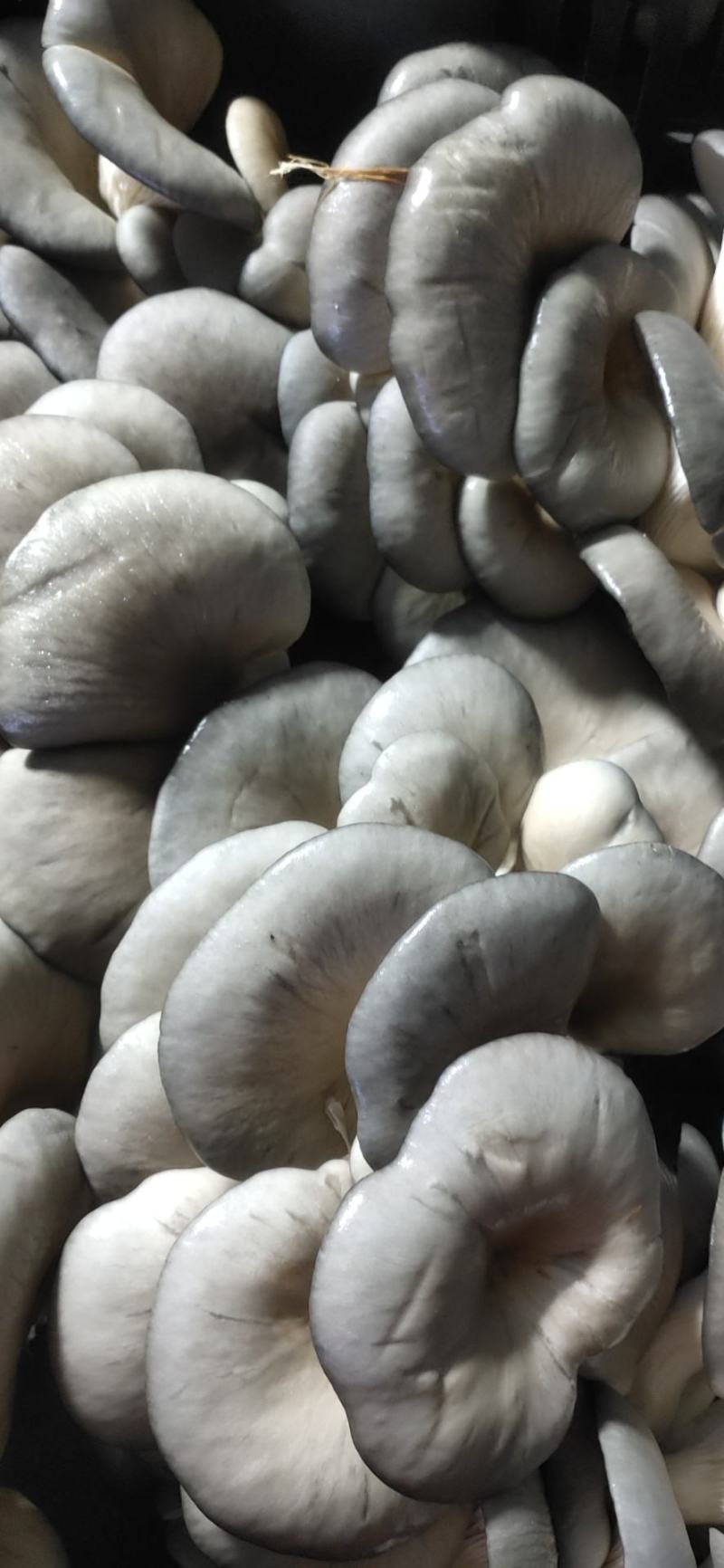 平菇鲜货产地直销价格实惠